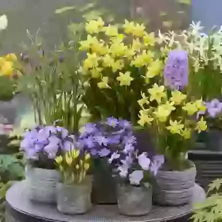 Special Bulb Parcel